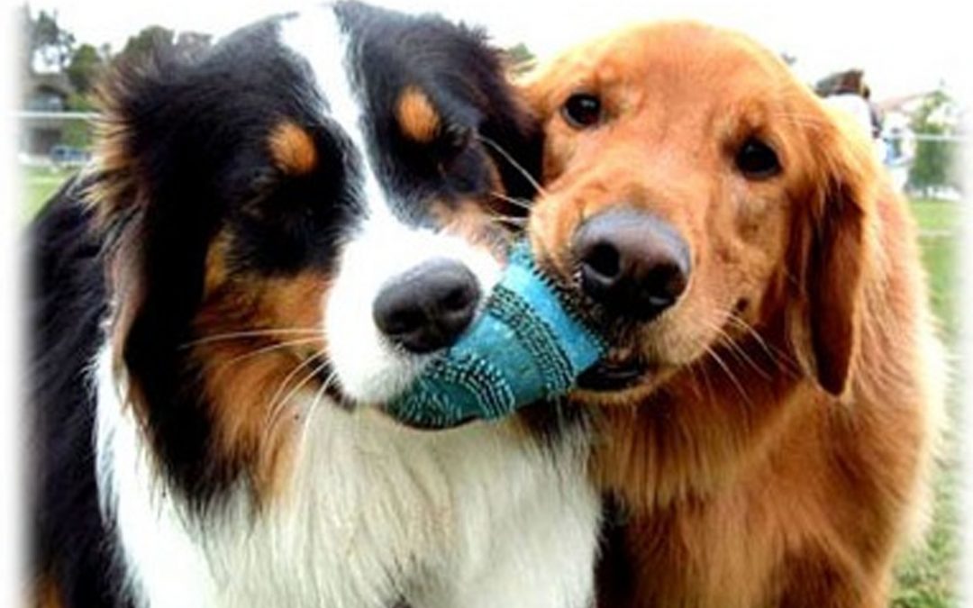 Sharing the Love – 7 Reasons to Make your Investment Pet Friendly!