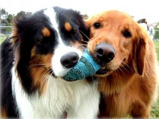 Blog 34 Sharing the love - Pet friendly